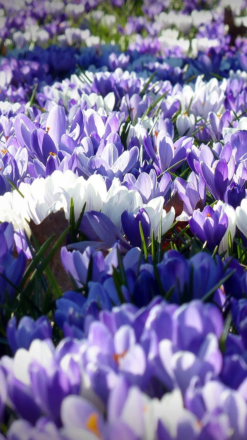 938x1668 Krokus, Garten, Blumen, Feld iphone HD-Handy-Hintergrundbild