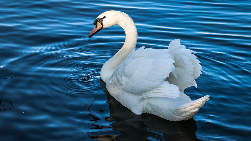 mute swan , backgrounds, swan bird HD wallpaper