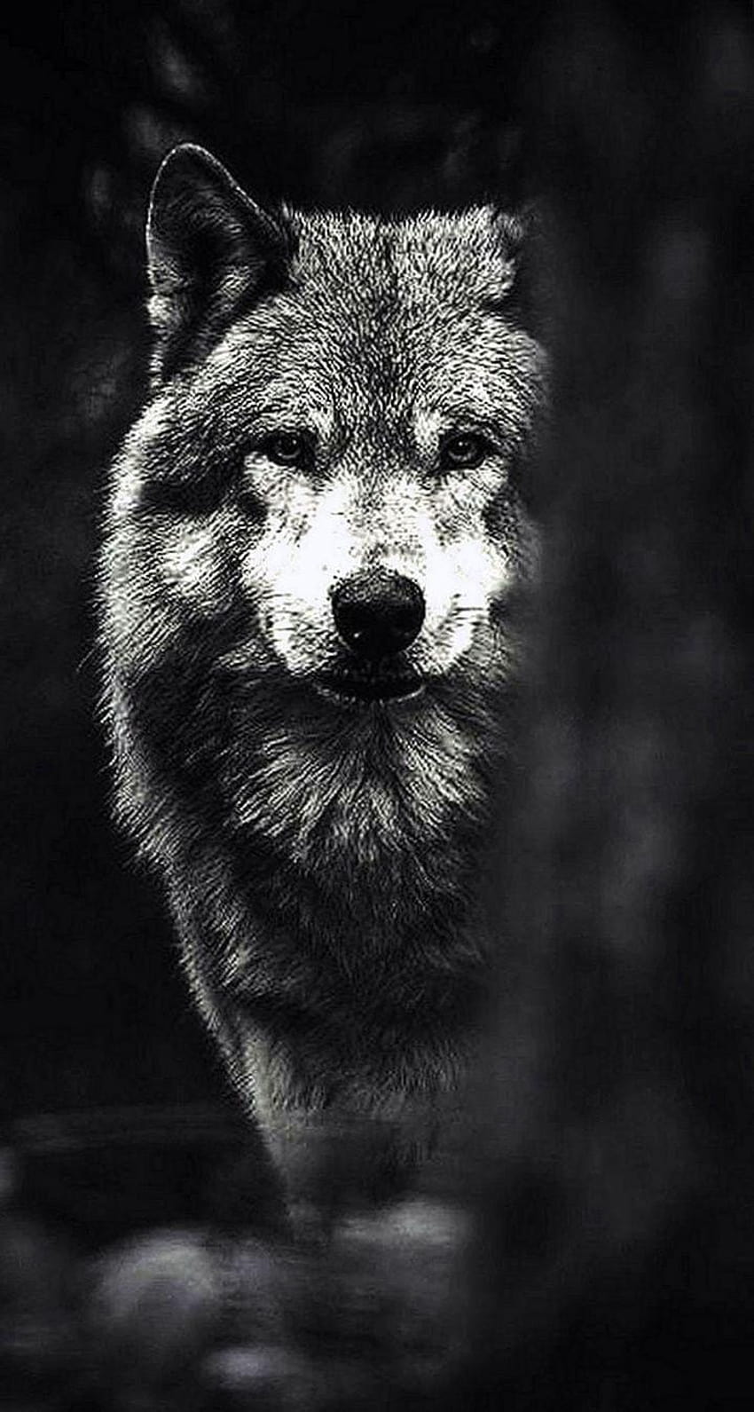 Black Wolf iPhone, ponsel serigala hitam binatang wallpaper ponsel HD