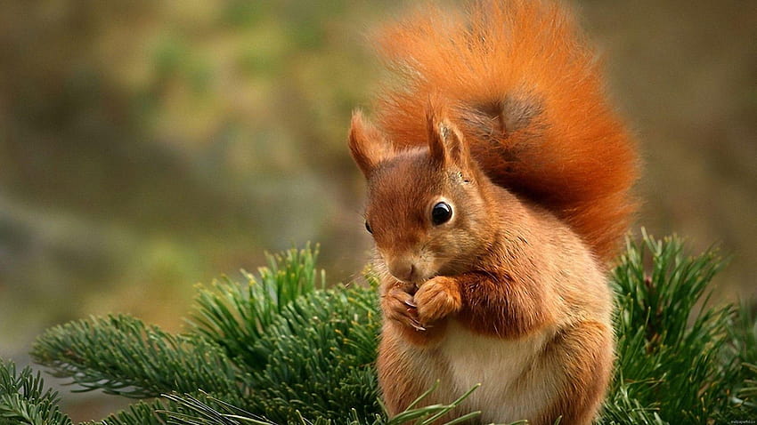 Fliegendes Eichhörnchen, rotes Eichhörnchen HD-Hintergrundbild