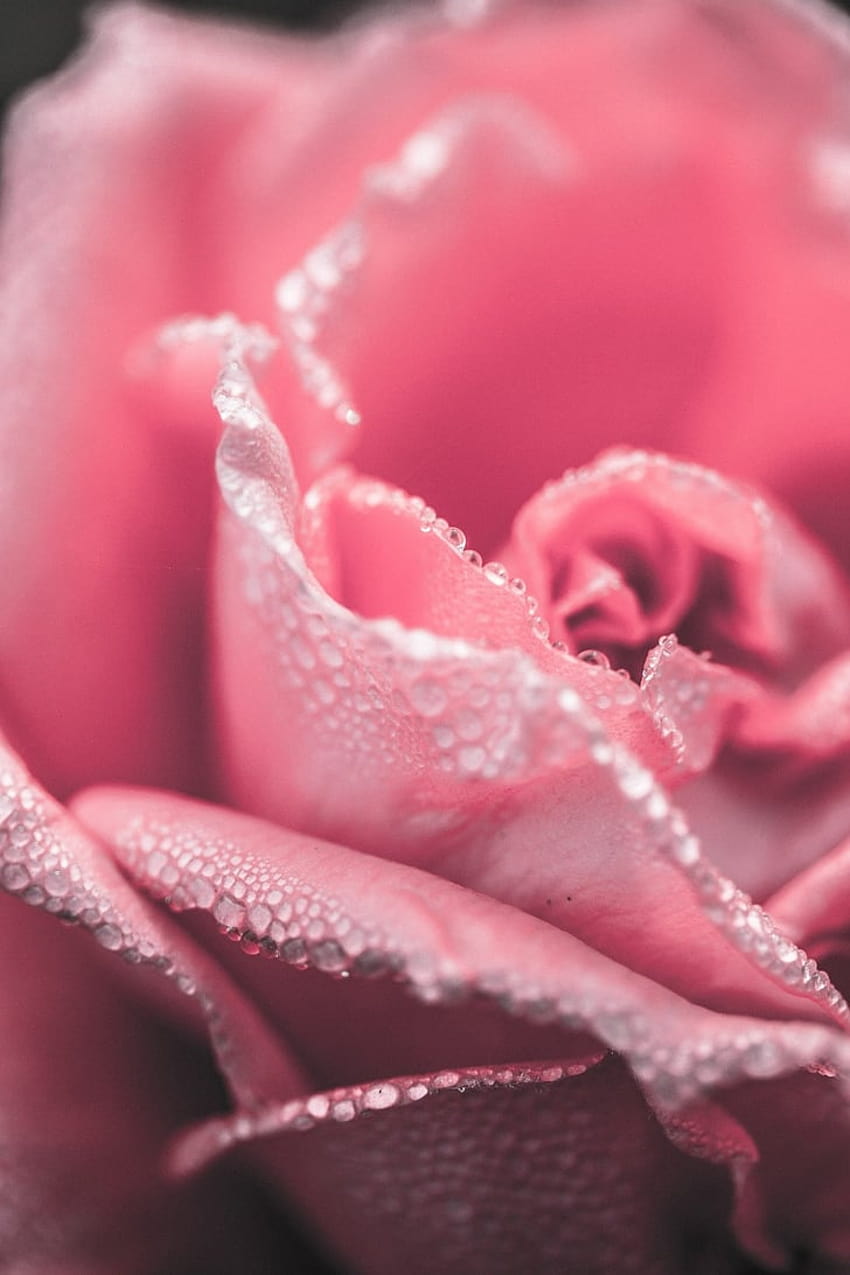 Pink Rose iPhone, pink girly iphone HD phone wallpaper | Pxfuel