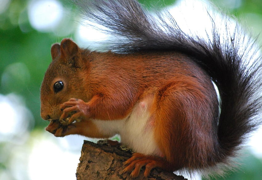 Red Squirrel Great Britain HD wallpaper