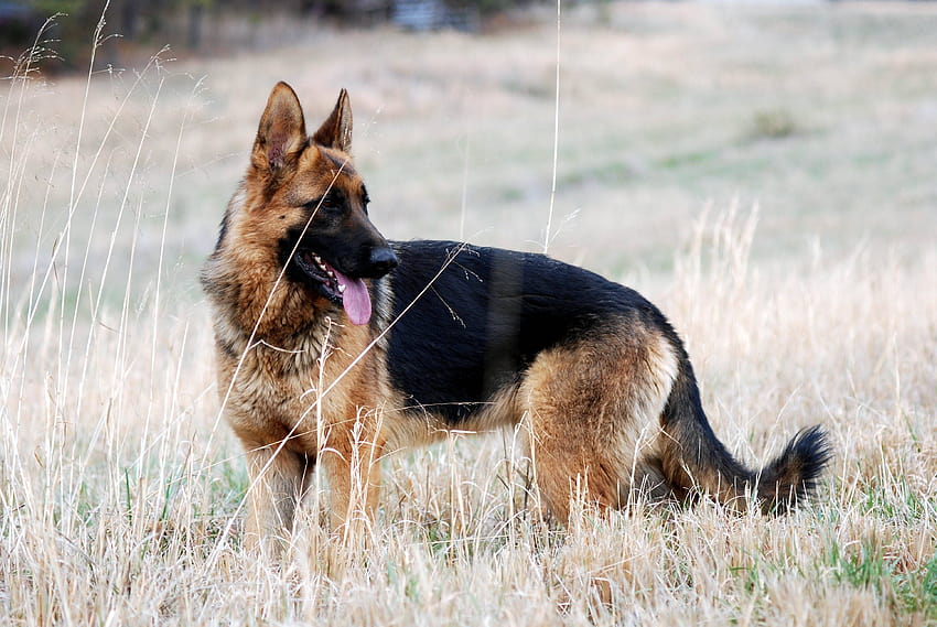 3 Beautiful German Shepherd Dog HD wallpaper | Pxfuel