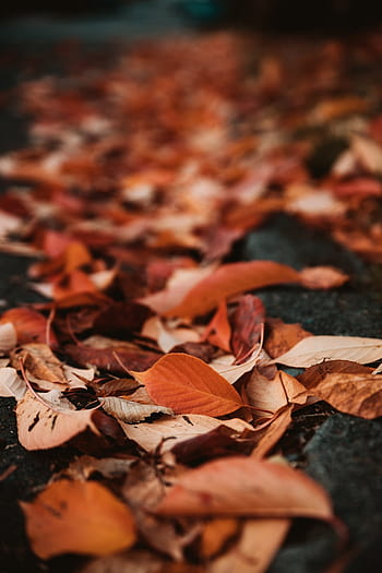 Autumn dry leaf on the wood 2K wallpaper download