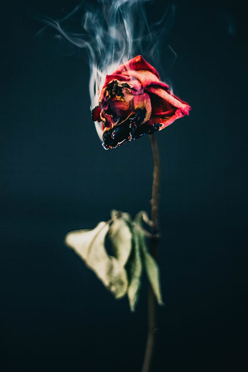 Red rose flower burning, aesthetic red roses HD phone wallpaper | Pxfuel