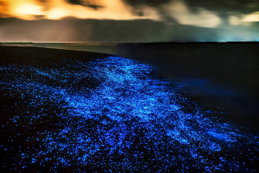 生物発光の光るプランクトンと一緒に泳げる世界の 10 の場所 高画質の壁紙