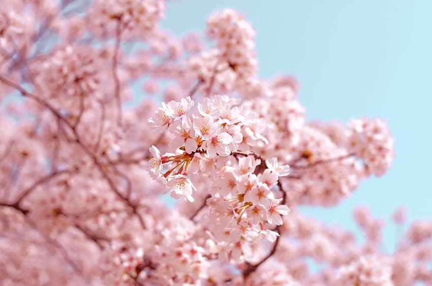 How to See Japan's Cherry Blossoms in 2019