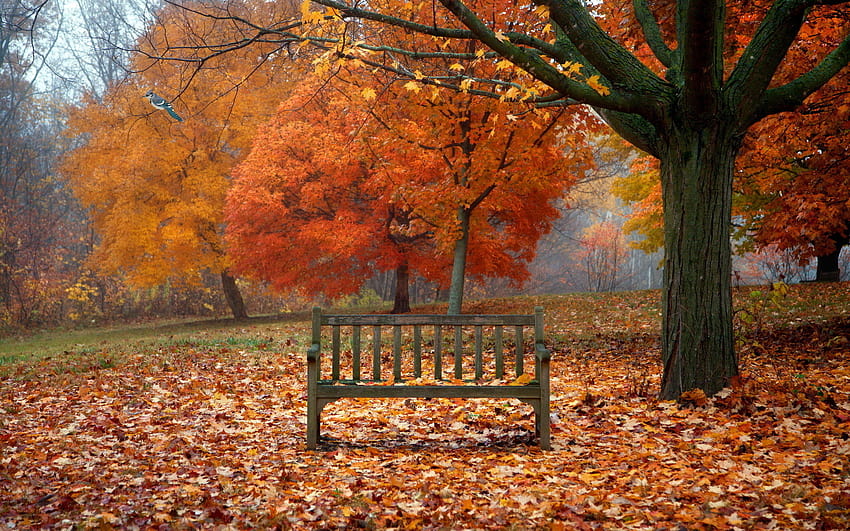5 Fall Scene, bench riverside HD wallpaper