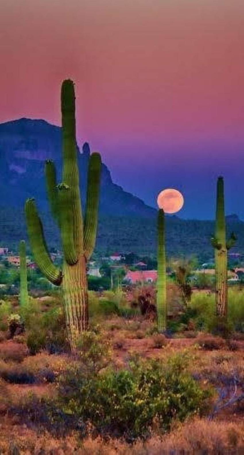 Desert Cactus Sunset, kaktus matahari terbenam iphone wallpaper ponsel HD