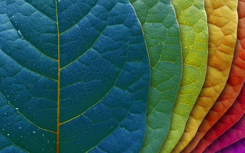Amostra de cores da natureza Amostra de cores, cores da natureza papel de parede HD