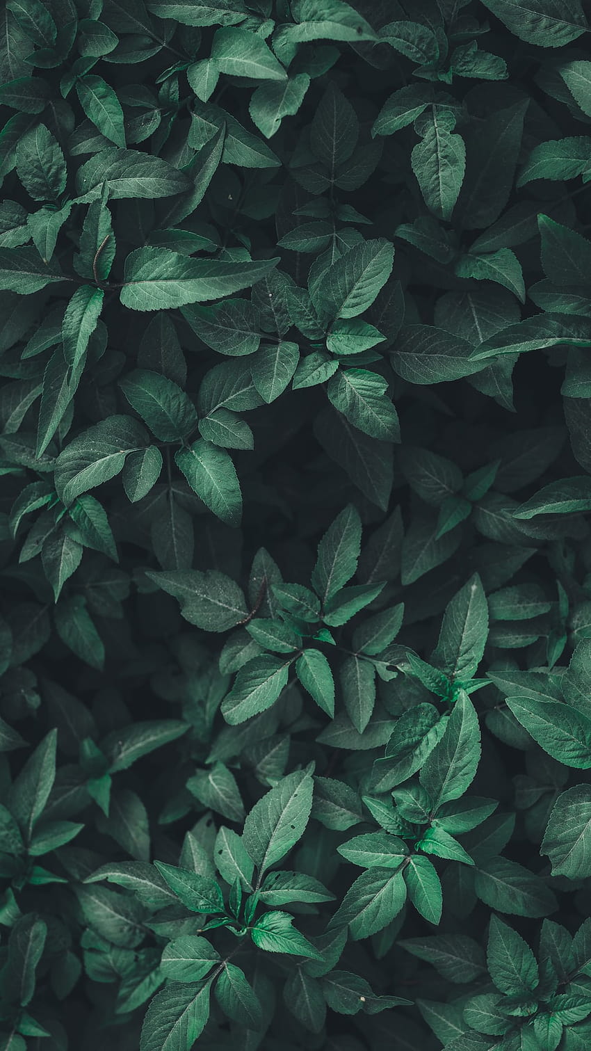 90 Leaf Backgrounds : Backgrounds, green stuff HD phone wallpaper