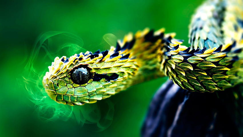 Venomous Snake Bites, viper snake head HD wallpaper
