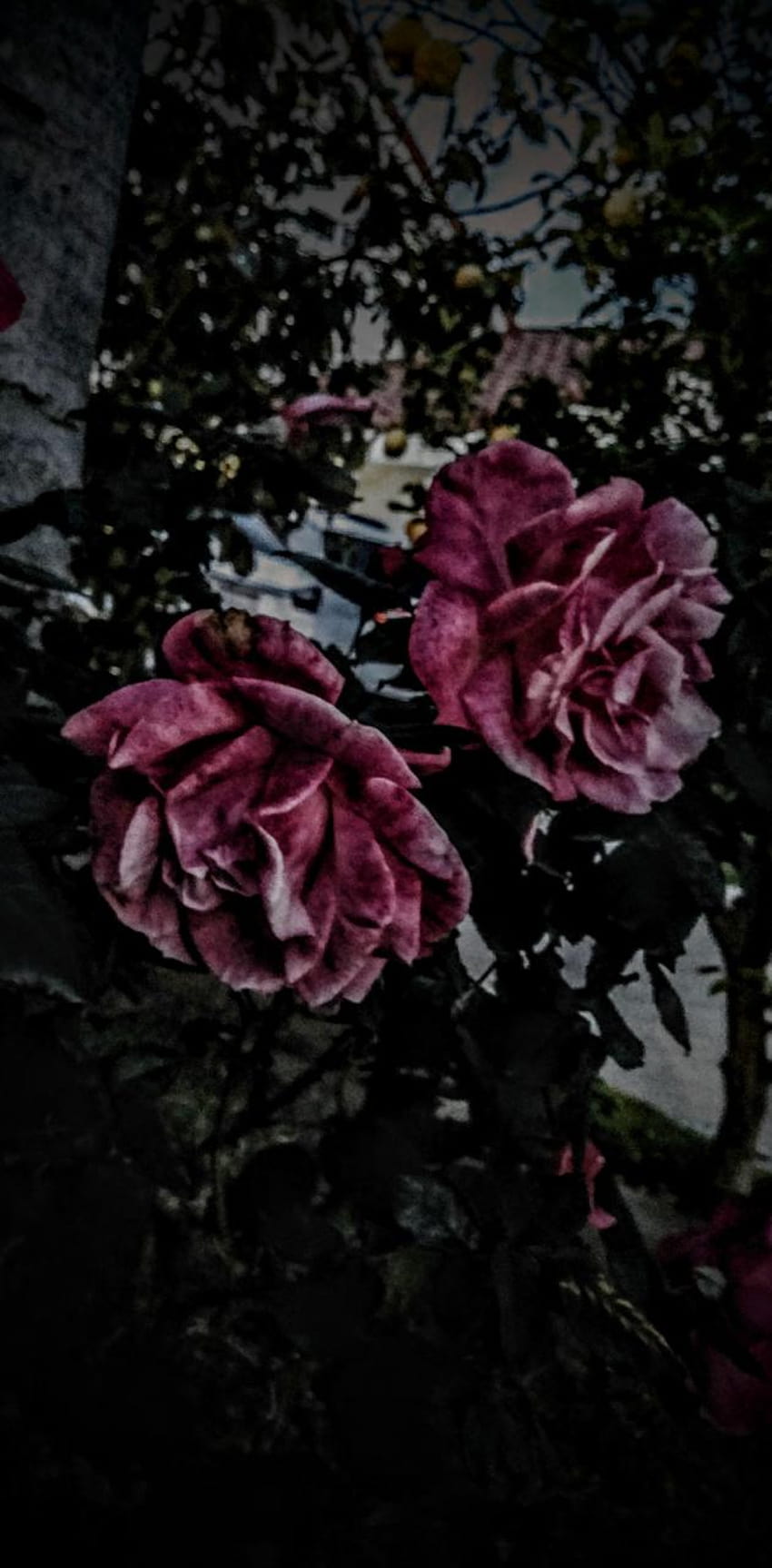 Dunkle verwelkte Blumen von Depressed_BTS_Army, verwelkte Blumen HD-Handy-Hintergrundbild