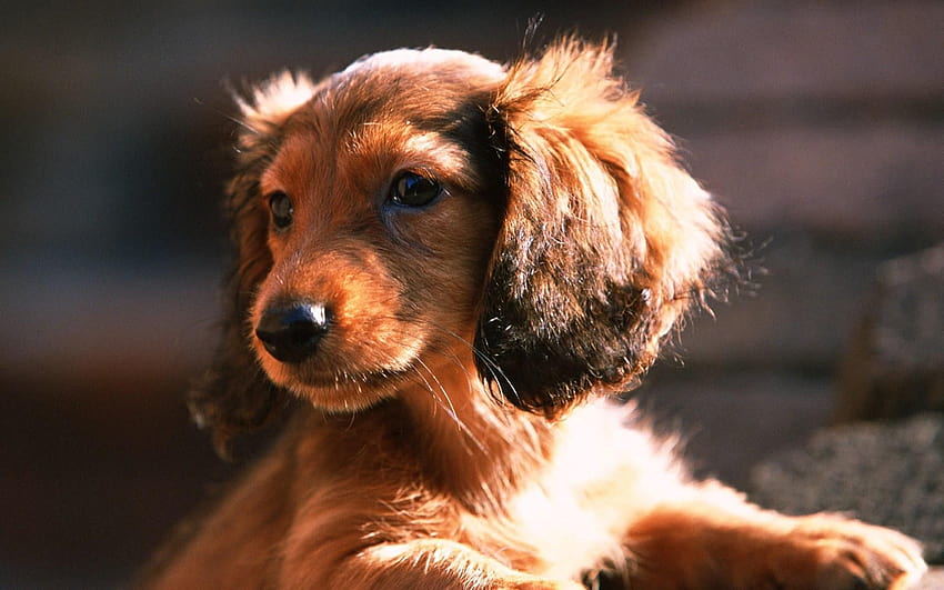 Puppies : Lovely Dog, wiener dogs HD wallpaper