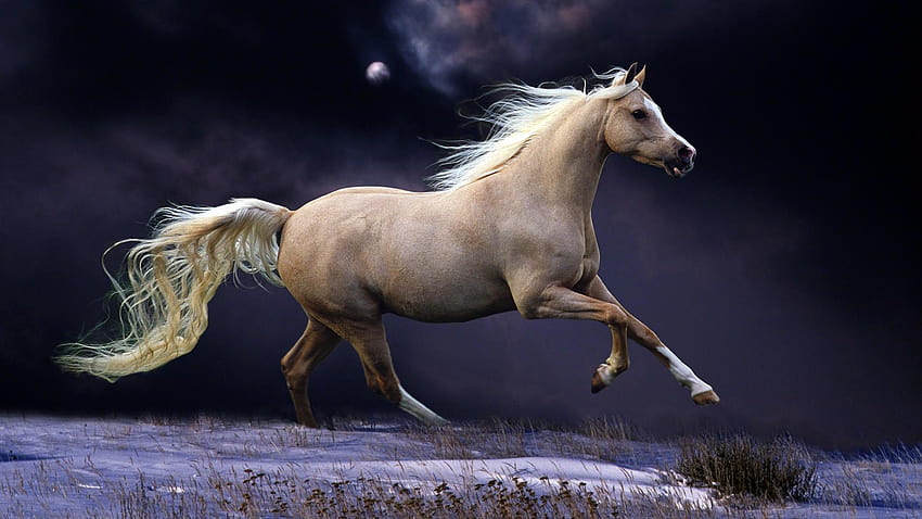 Beautiful Running White Horse, white horse running on beach HD wallpaper