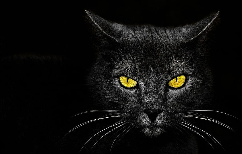 eyes, background, Monster Kill, black cat , section кошки, black monster HD wallpaper