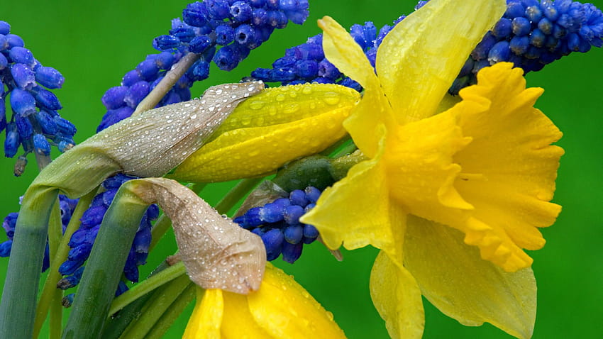 1920x1080 Daffodil and Hyacinth, daffodil field spring netherlands HD wallpaper