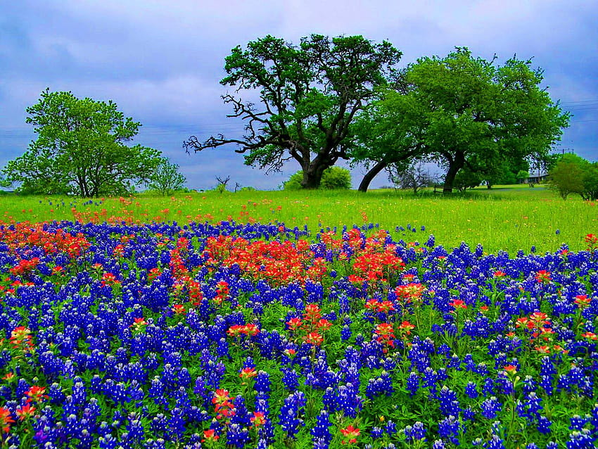 SO/16, Texas Wildflower Sunset, backgrounds v.6.8 jpeg HD wallpaper