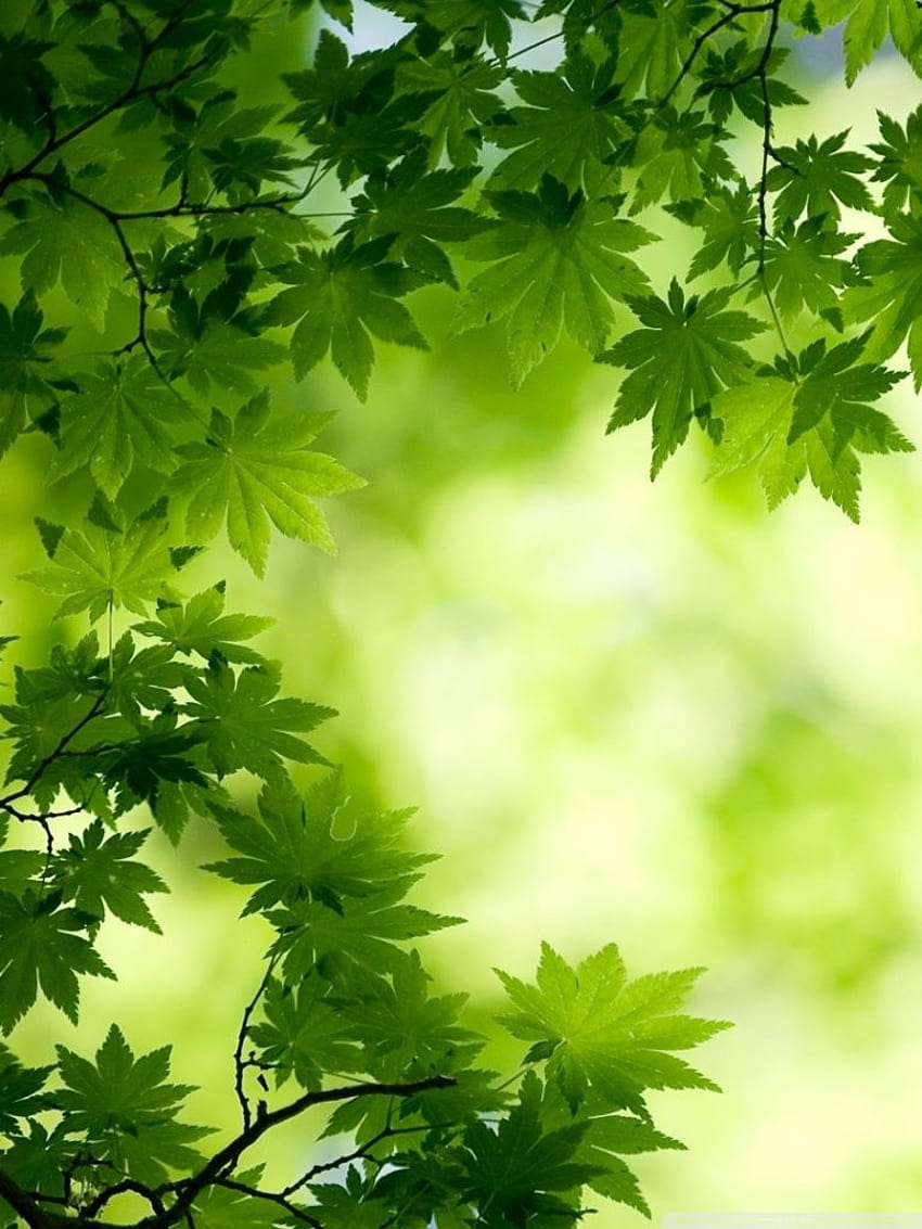Green Maple Leaves Ultra Backgrounds for, leaf mobile HD phone wallpaper |  Pxfuel