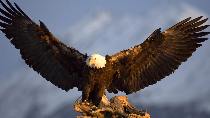 Bald Eagle Backgrounds [1920x1080] for your , Mobile & Tablet, eagle face HD wallpaper