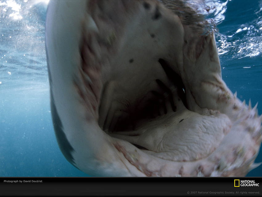 Haifischmaul HD-Hintergrundbild