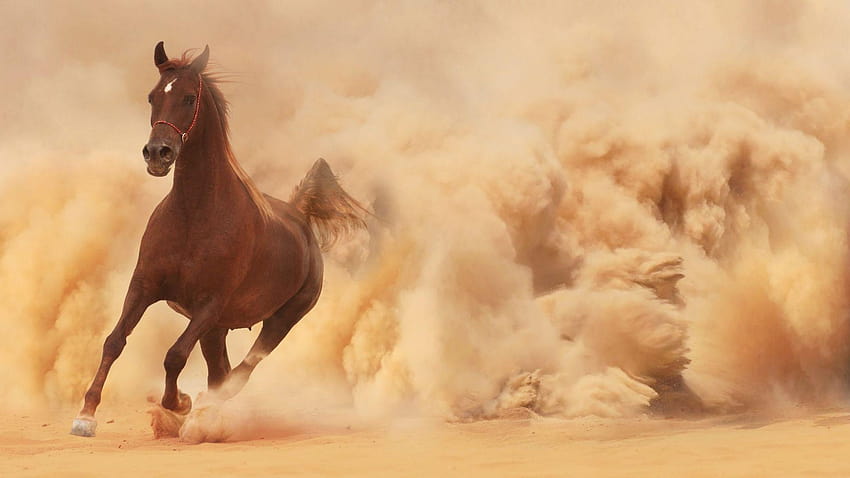 Running Horse Dust Cloud, cavalli stalloni Sfondo HD