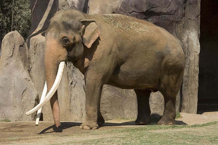 gajah asia Wallpaper HD
