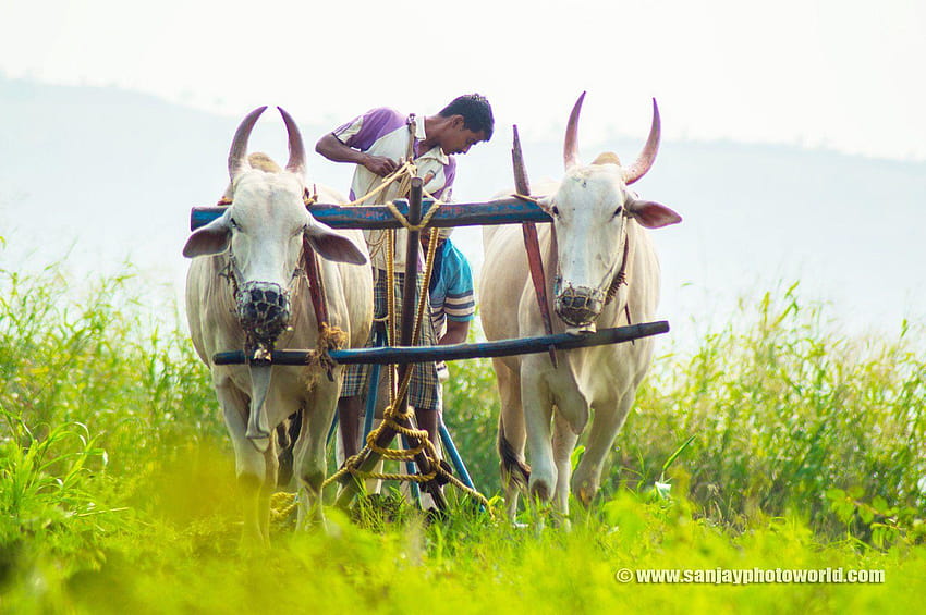Indian Farmer, farmers HD wallpaper