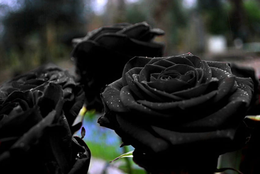 Black Rose at Landscape » Monodomo, roes HD wallpaper