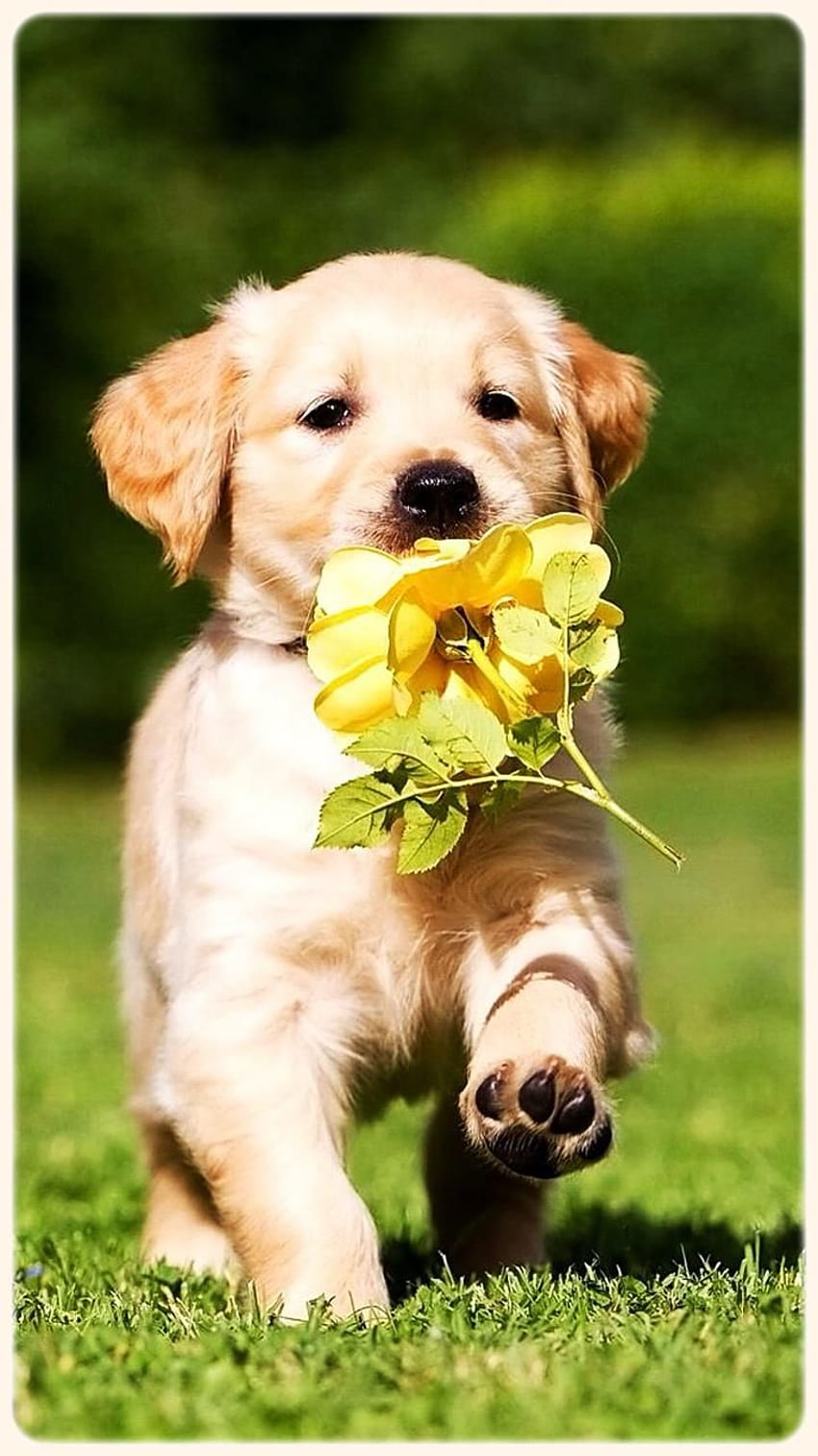 Golden Retriever Pets Dogs Para Android Apk Golden Retriever Puppy Backgrounds Anima… Papel de parede de celular HD