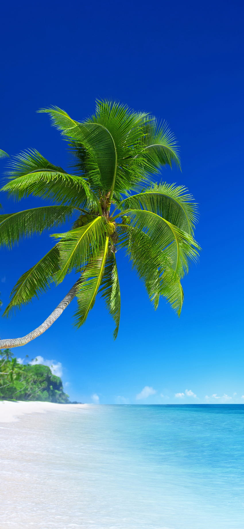아름다운 열대 해변과 코코넛 나무, 코코넛 야자나무가 있는 전화 해변 HD 전화 배경 화면