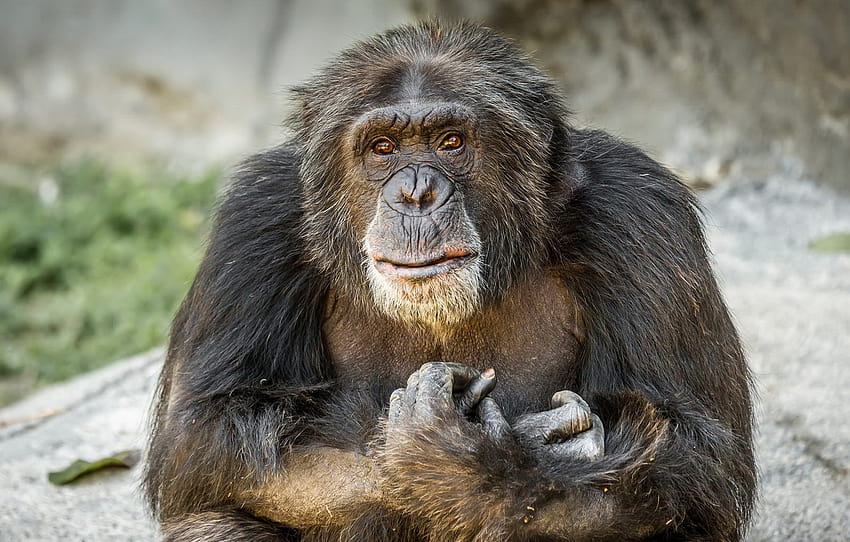 Look, monkey, Chimpanzee , section животные, chimps HD wallpaper | Pxfuel