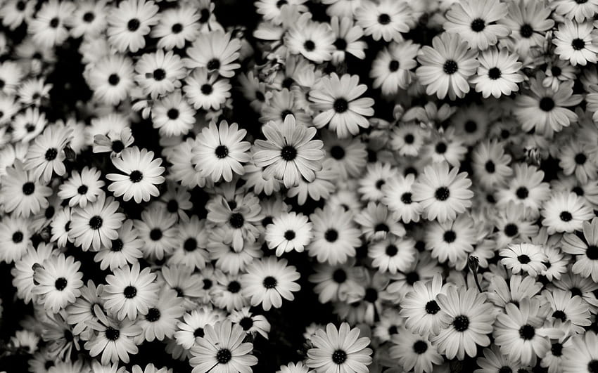 S de flores Tumblr., s de flores tumblr fondo de pantalla | Pxfuel