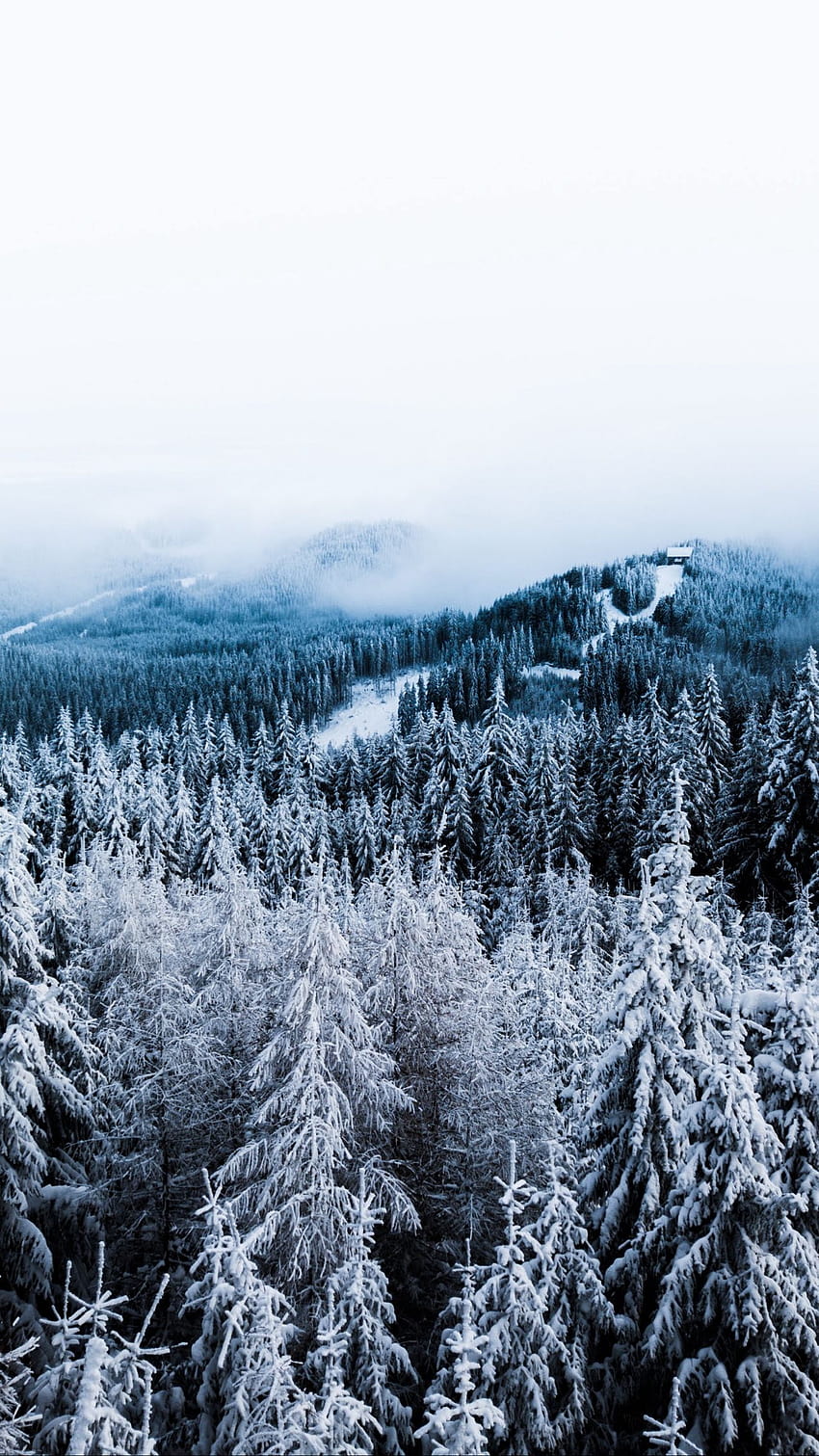 1235124 4K Winter forest - Rare Gallery HD Wallpapers