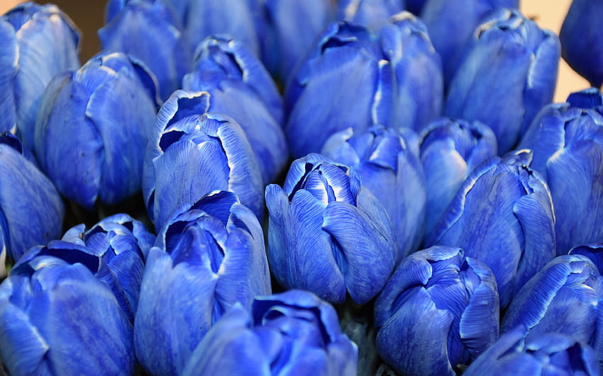 blue tulips, tulip buds, blue flowers, tulips, blue spring flowers HD wallpaper