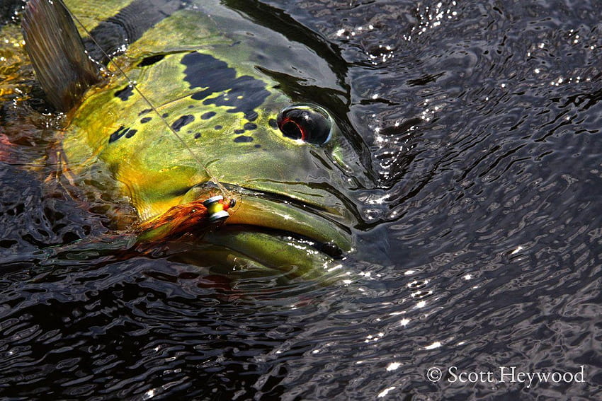 Sunday's Classic / Fly Fishing For Peacock Bass Part 1, fish bass HD wallpaper