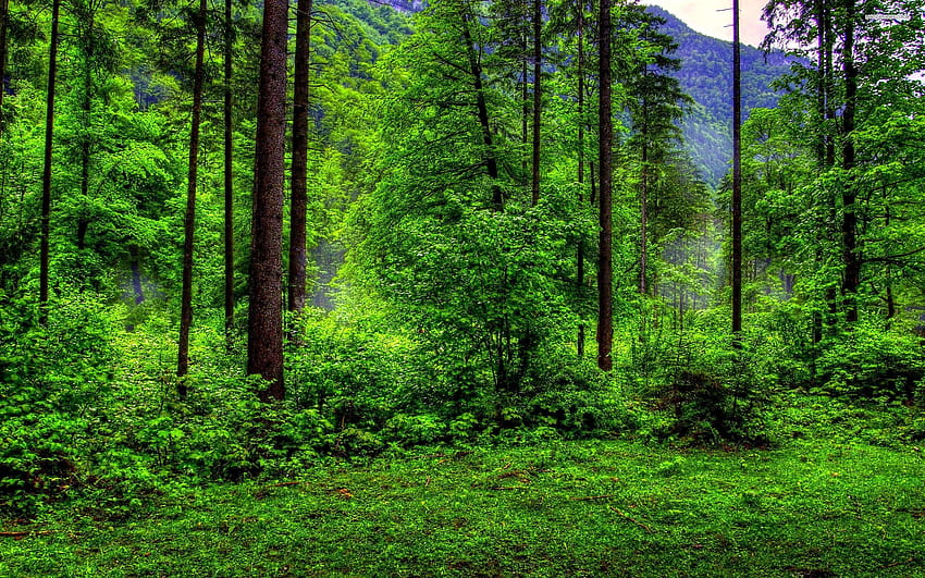 4 Floresta Verde, laptop floresta verde papel de parede HD