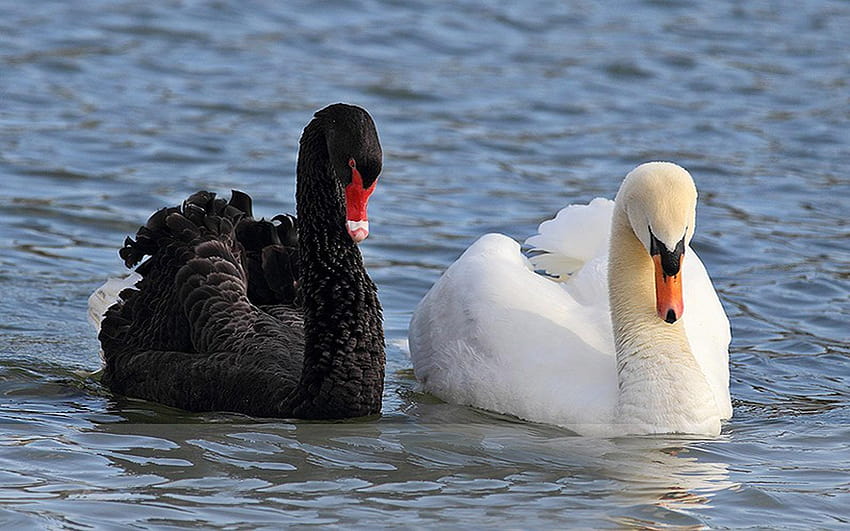 Black And White Swan, Swimming In The Lake For Mobile, white swan on the lake HD wallpaper