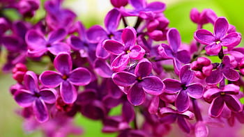 Lilacs: How to Plant, Grow, and Care for Lilac Shrubs
