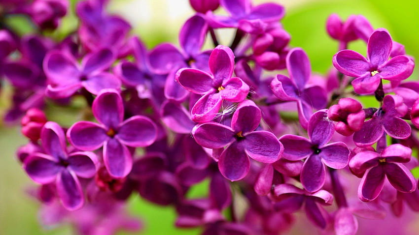 Lovely Lilac Fresh Colorful Flowers Fragrance Nice Tree Scent Nature, lovely lilacs HD wallpaper