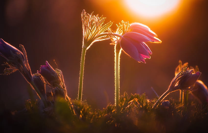 Light, sunset, flowers, nature, the dark background, spring, lilac ...