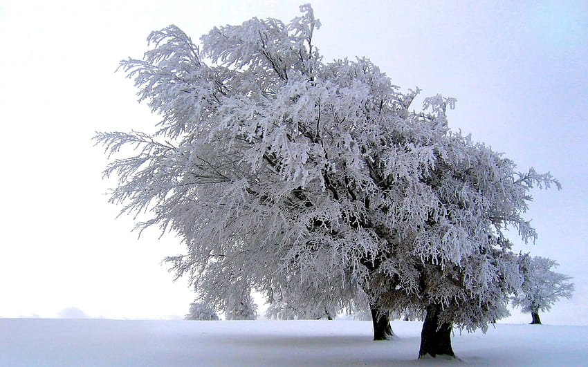 ต้นไม้ Snow White Meadow Winter Frost Scenic ทุ่งหญ้าฤดูหนาว วอลล์เปเปอร์ HD