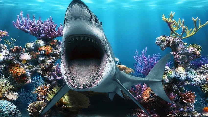 Hiu: Old Big Mouth Great White Shark Fishtank Dfun Coral Fish ... Latar belakang, mulut hiu Wallpaper HD