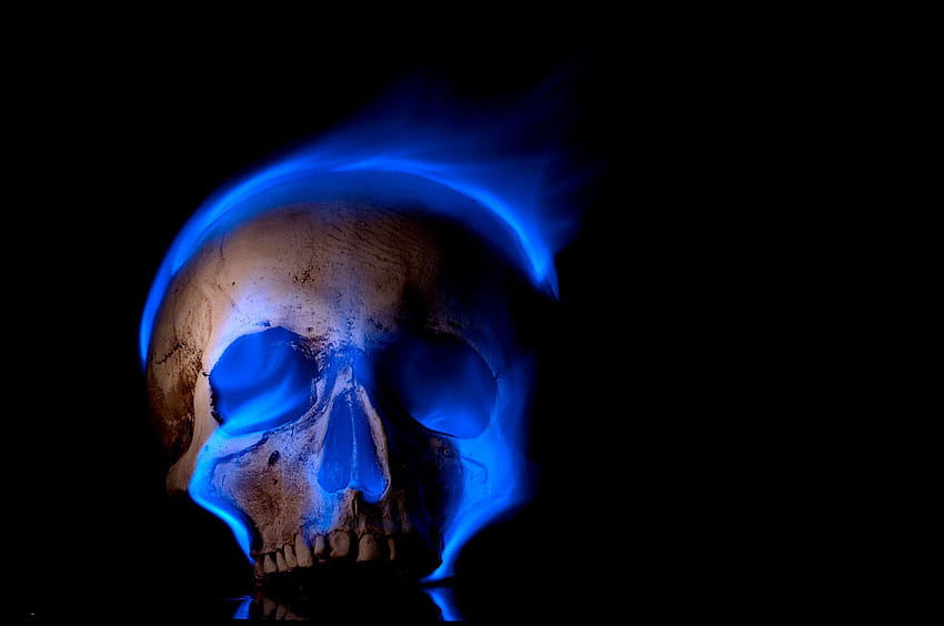 Blue Flames on Dog, blue skeleton HD wallpaper