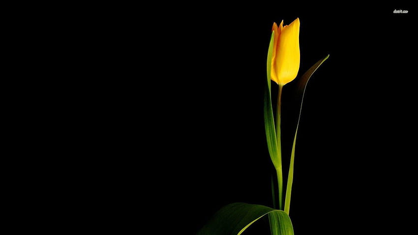 Single yellow tulip HD wallpaper