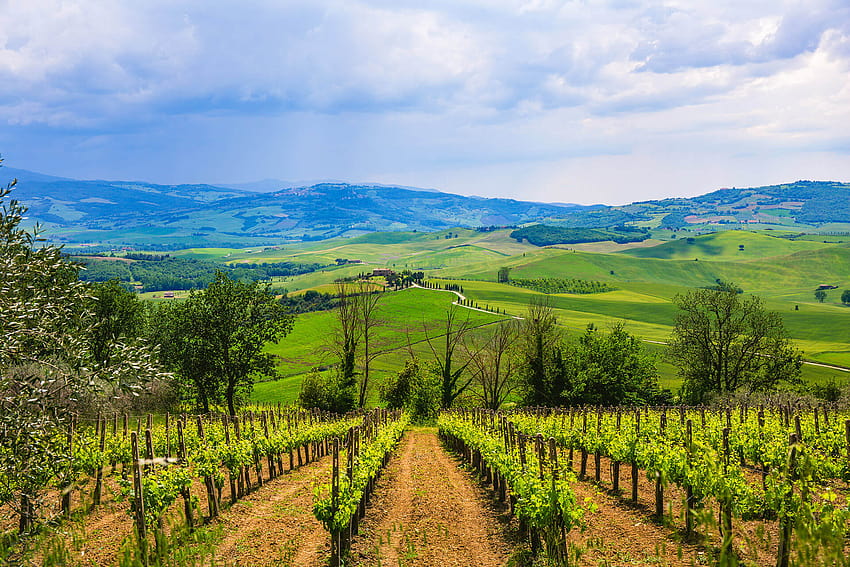 A Beginner's Guide to Chianti and Chianti Classico, summer wineyard HD wallpaper