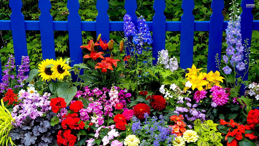 blue, Fence, Multi, Colored, Flowers, Garden, garden fence HD wallpaper