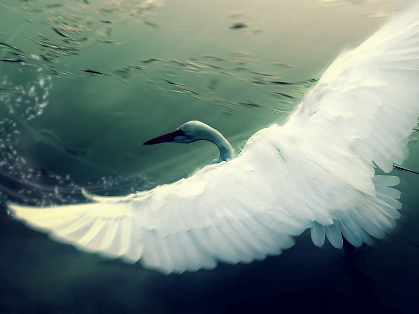 1400x1050 swan, water, wings, flap, bird standard 4:3 backgrounds, bird wings HD wallpaper