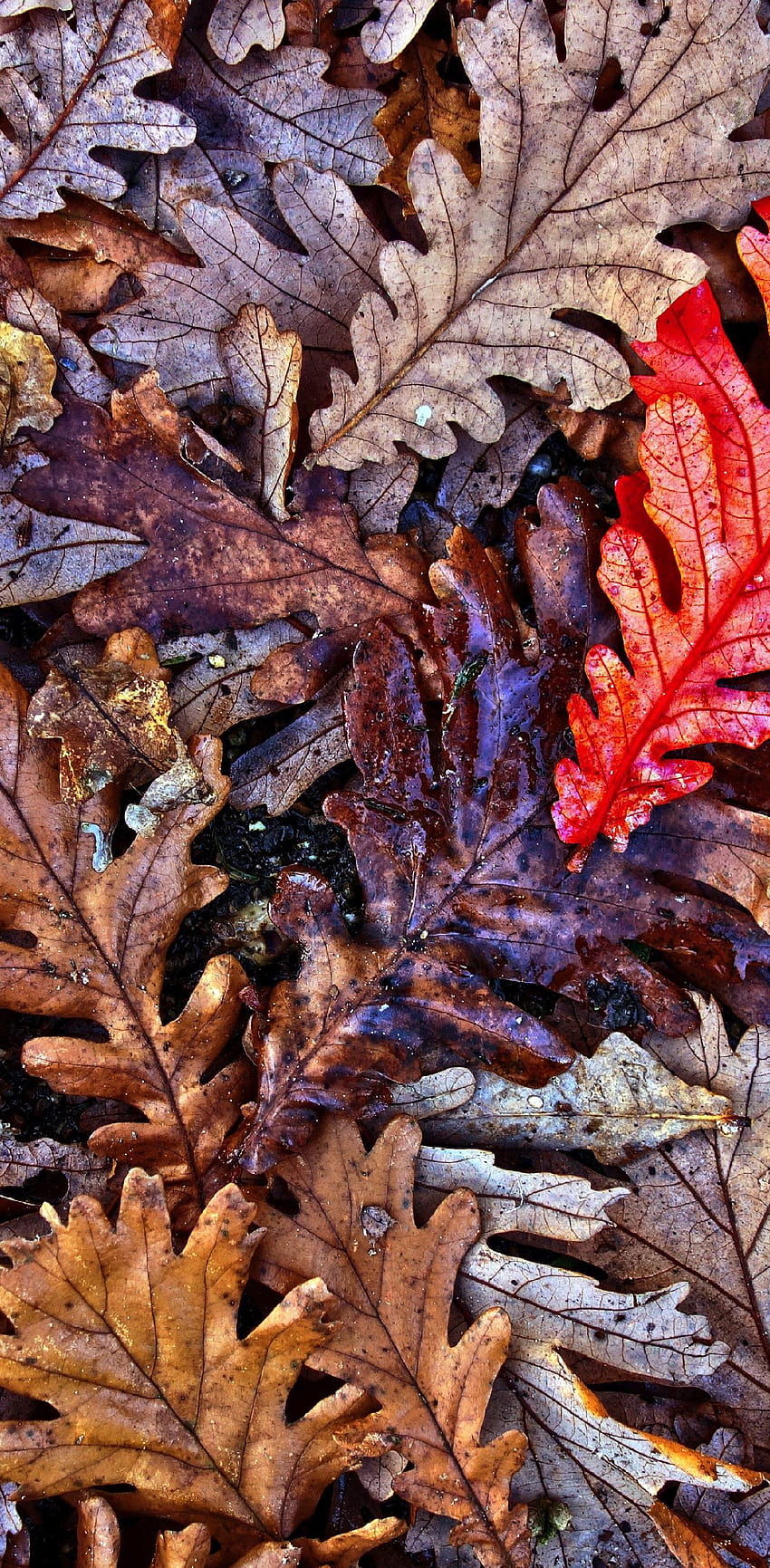 1440x2960 oak leaves, autumn, fall, falling oak leaves HD phone wallpaper