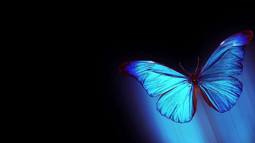 Blue Butterfly Backgrounds ...live HD wallpaper